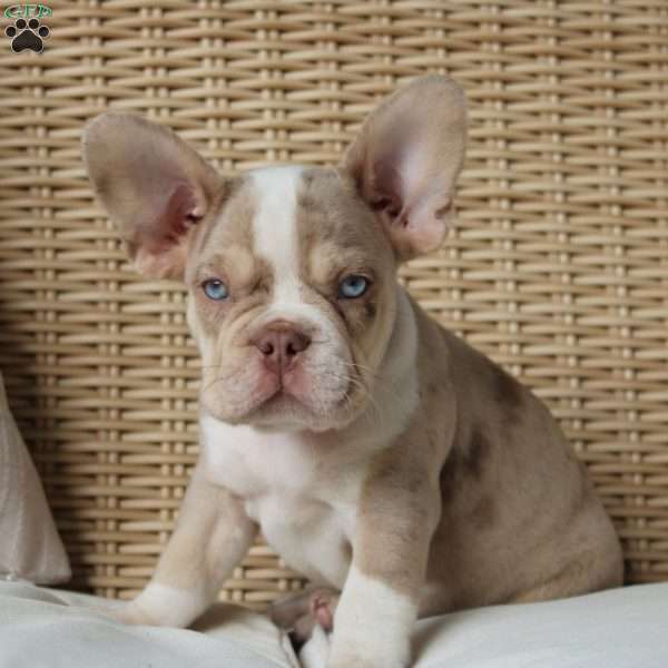 Spotty, French Bulldog Puppy