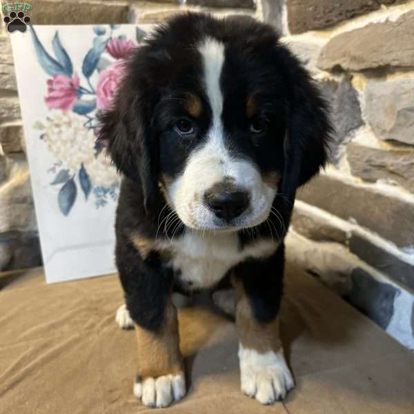 Kenny, Bernese Mountain Dog Puppy