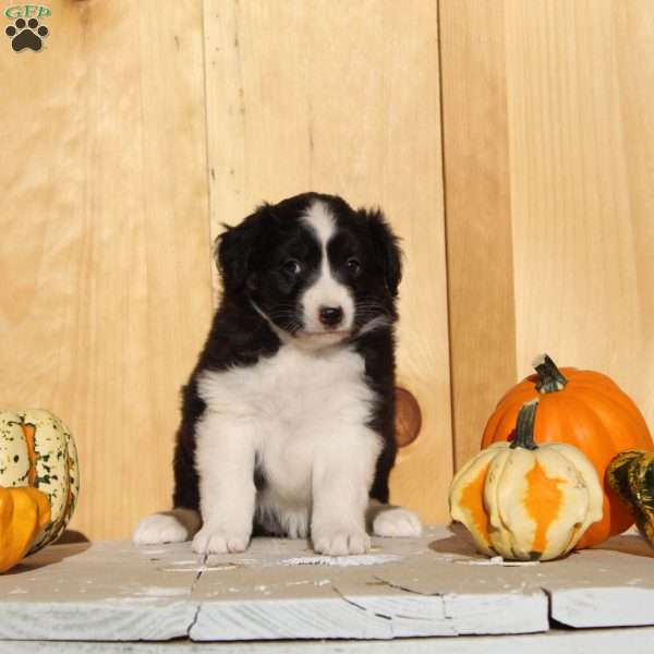 Stacy, Australian Shepherd Puppy