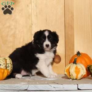 Stacy, Australian Shepherd Puppy