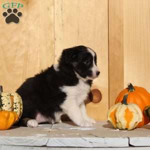 Stacy, Australian Shepherd Puppy