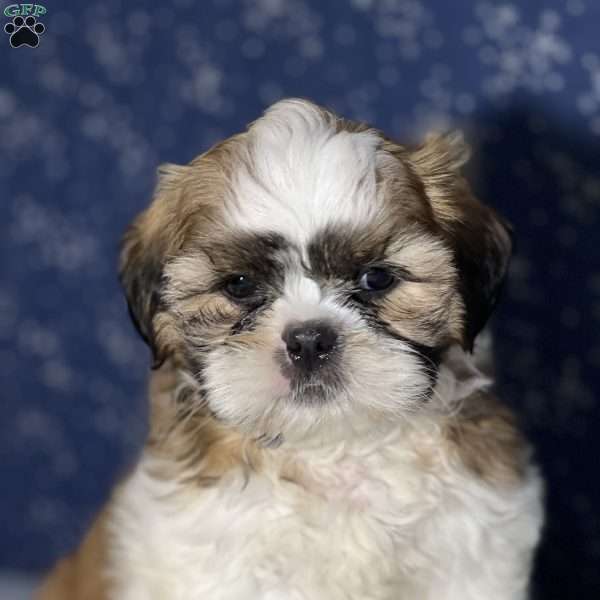 Ralph, Shih Tzu Puppy