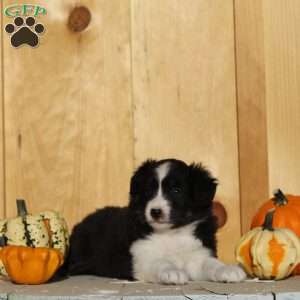 Stacy, Australian Shepherd Puppy