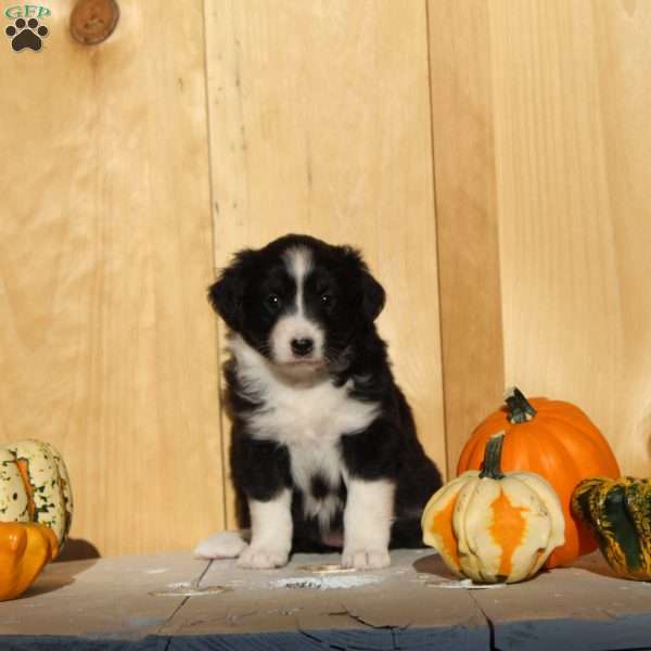 Gracie, Australian Shepherd Puppy