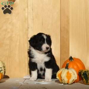 Gracie, Australian Shepherd Puppy