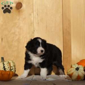 Gracie, Australian Shepherd Puppy