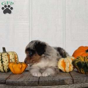 Snickers, Australian Shepherd Puppy