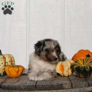 Snickers, Australian Shepherd Puppy