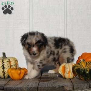 Snickers, Australian Shepherd Puppy