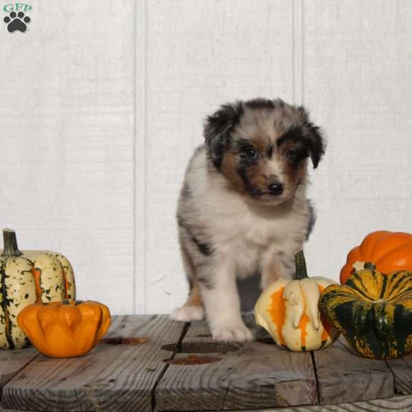 Snickers, Australian Shepherd Puppy