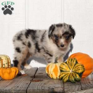 Snickers, Australian Shepherd Puppy