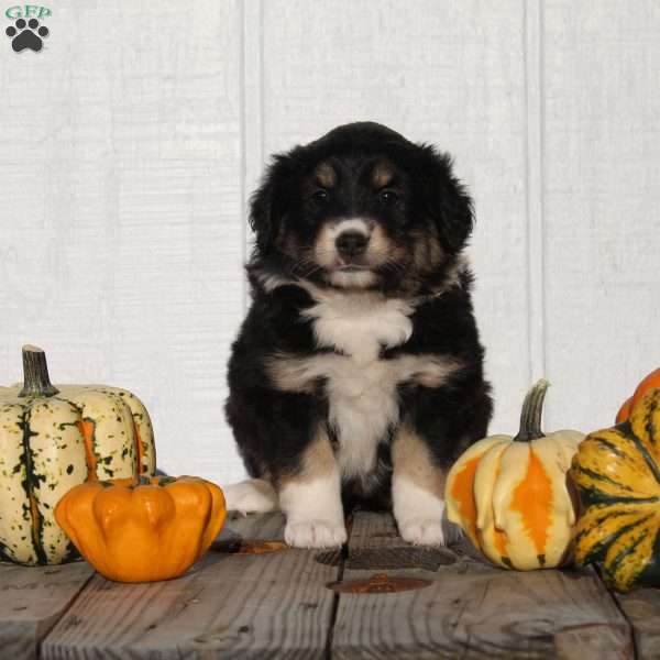 Abby, Australian Shepherd Puppy