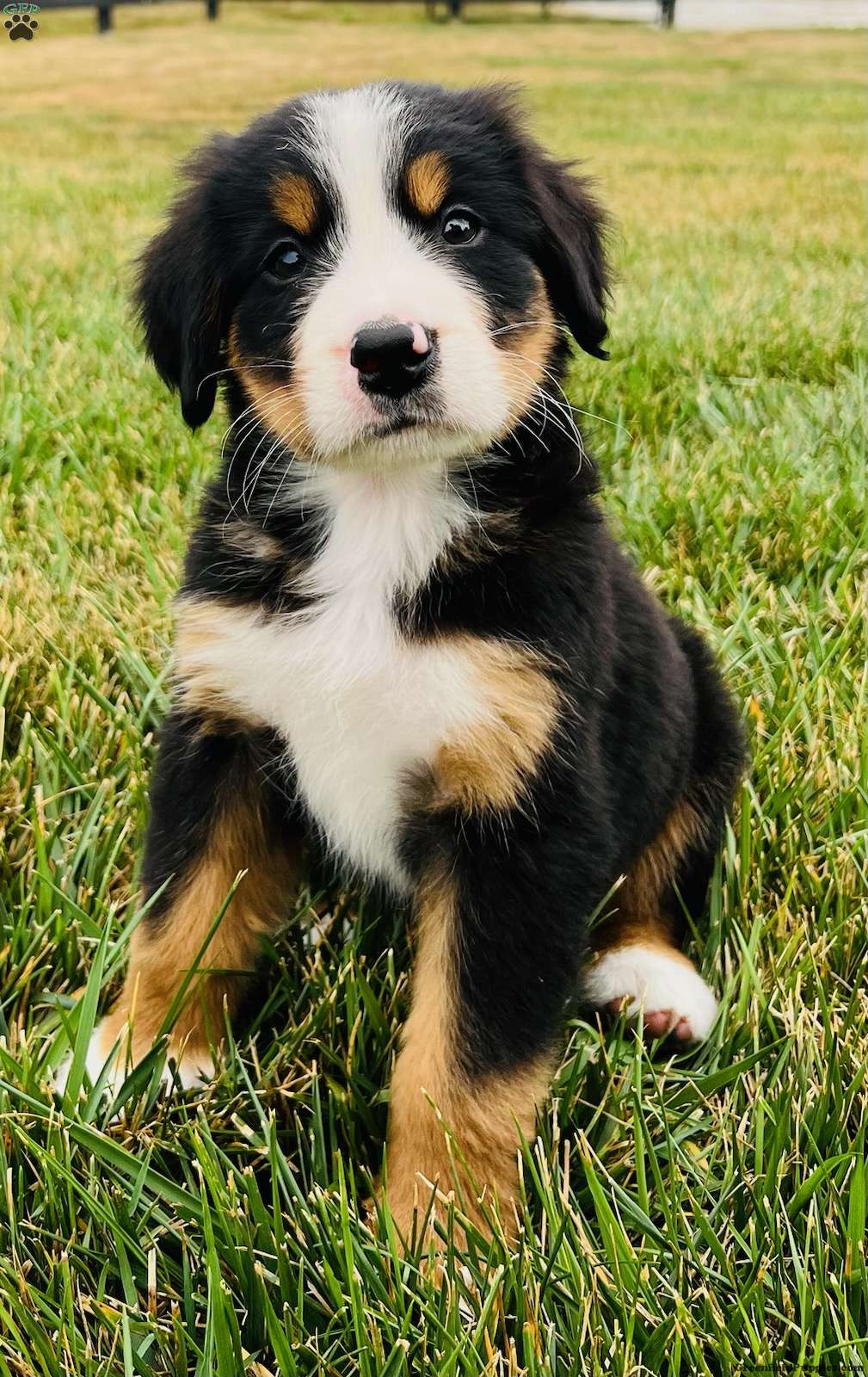 Macey Bernese Mountain Dog Puppy For Sale in Ohio