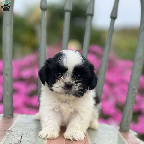 Priscilla, Teddy Bear Puppy