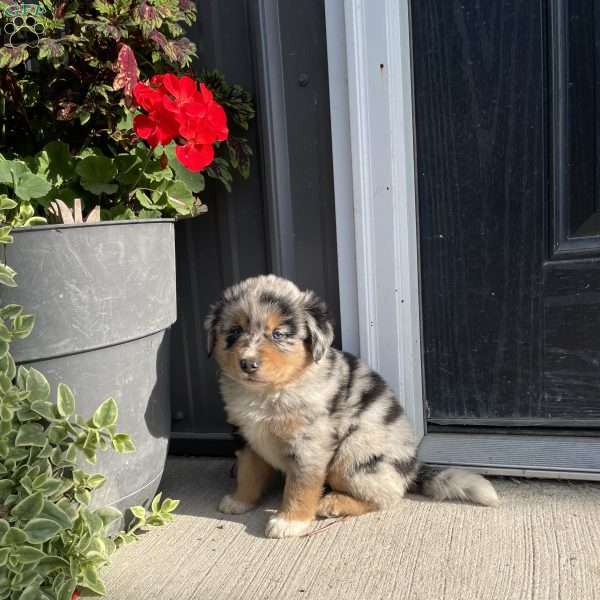 Ulysses, Miniature Australian Shepherd Puppy