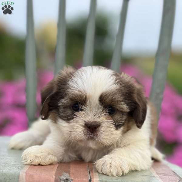 Pancake, Teddy Bear Puppy