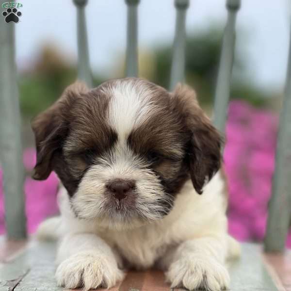 Peaches, Teddy Bear Puppy