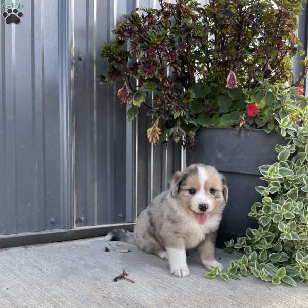 Grant, Miniature Australian Shepherd Puppy