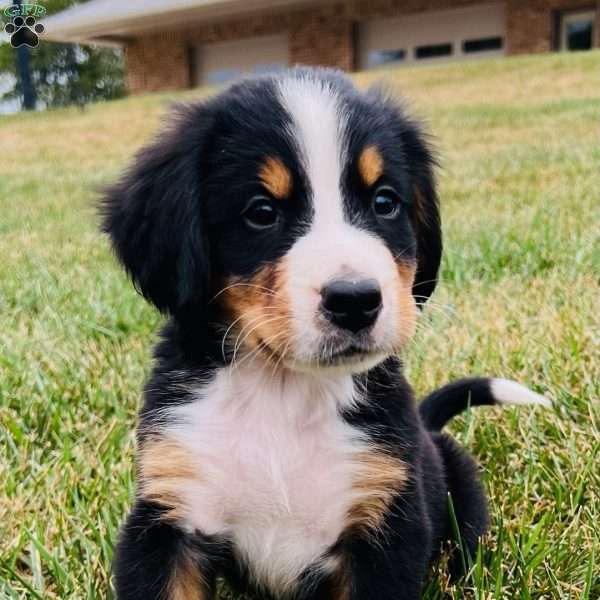 Max, Bernese Mountain Dog Puppy