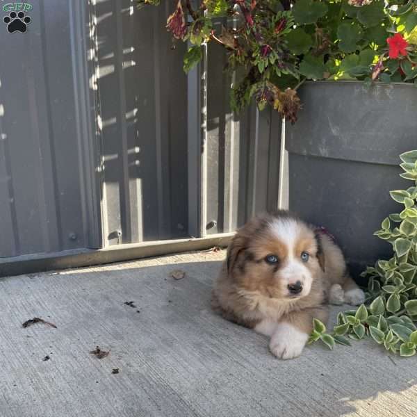 Brooke, Miniature Australian Shepherd Puppy