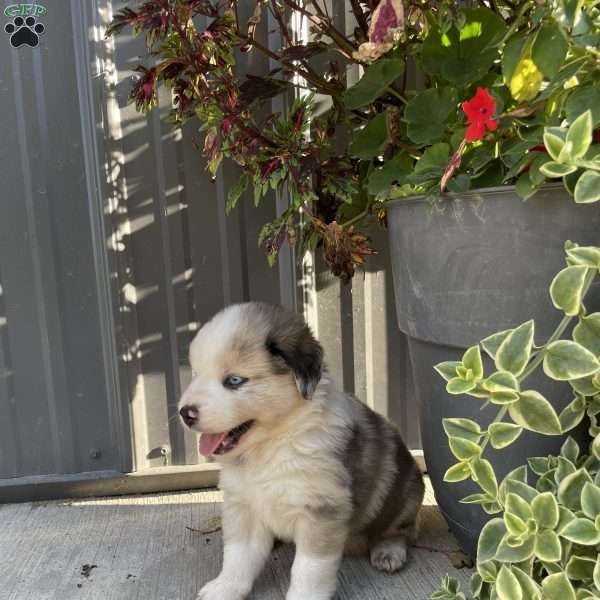 Cooper, Miniature Australian Shepherd Puppy