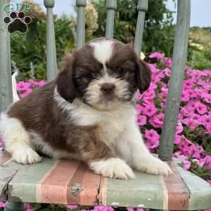 Paris, Teddy Bear Puppy