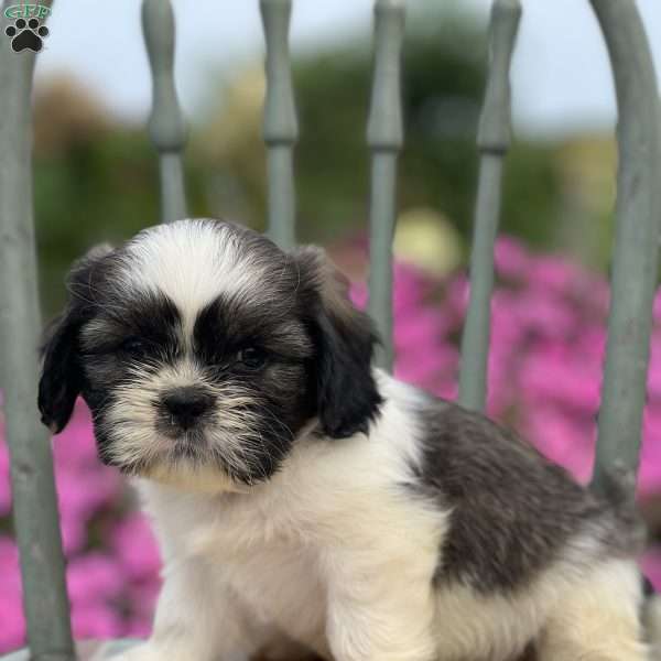 Panda, Teddy Bear Puppy