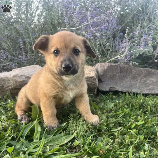 Lacey, Welsh Corgi Mix Puppy