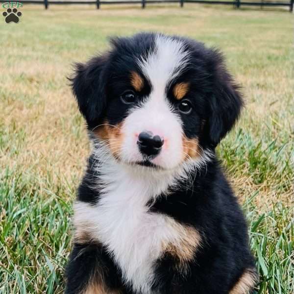 Memphis, Bernese Mountain Dog Puppy