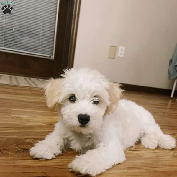 Walter, Coton de Tulear Puppy