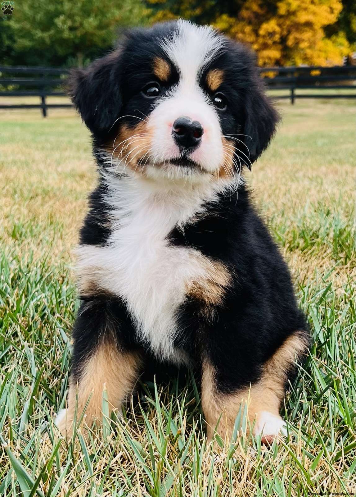 Memphis Bernese Mountain Dog Puppy For Sale in Ohio