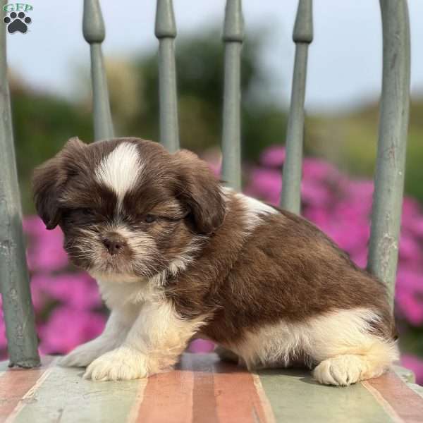 Prince, Teddy Bear Puppy