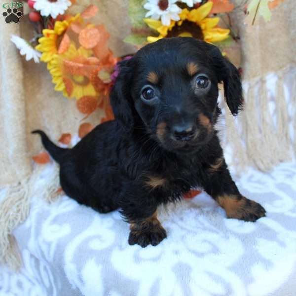 Sierra, Dachshund Puppy