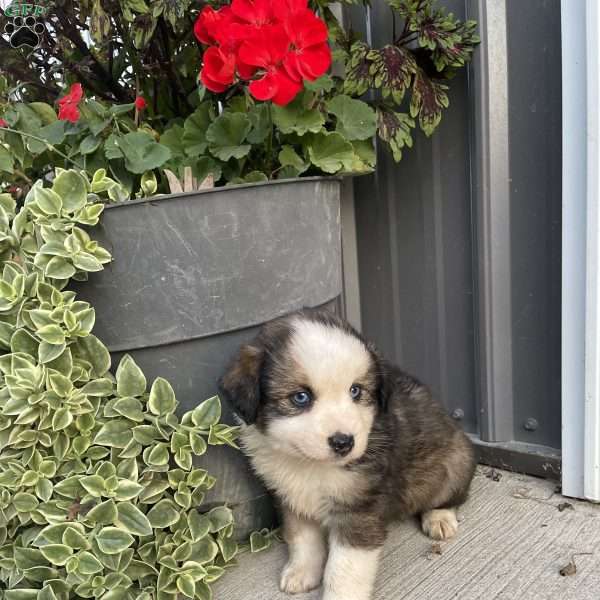 Ginger, Miniature Australian Shepherd Puppy