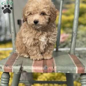 Simon, Miniature Poodle Puppy