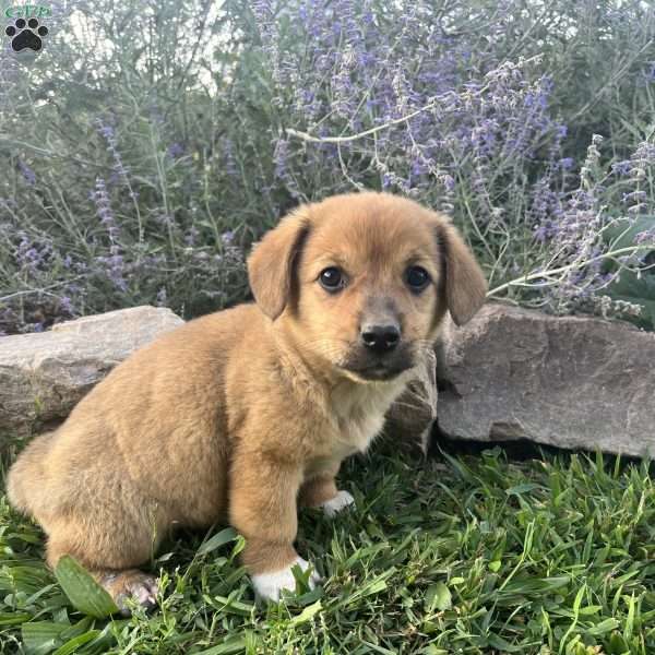 Lisa, Welsh Corgi Mix Puppy