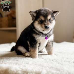 Molly, Shiba Inu Puppy