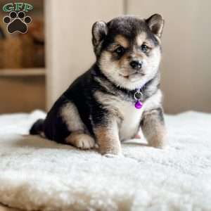 Molly, Shiba Inu Puppy