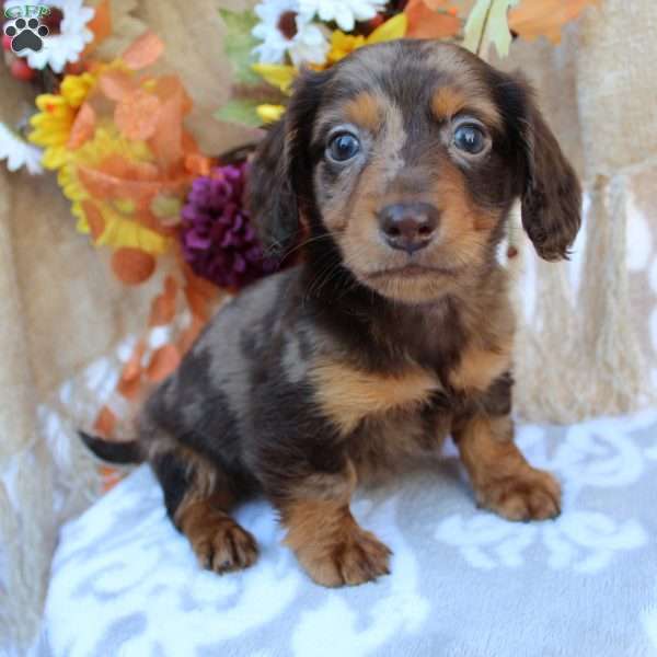 Sawyer, Dachshund Puppy