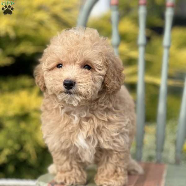 Simon, Miniature Poodle Puppy