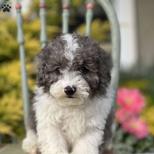 Sage, Miniature Poodle Puppy