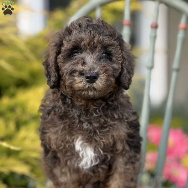 Sirius, Miniature Poodle Puppy