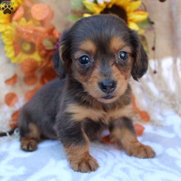 Sonya, Dachshund Puppy