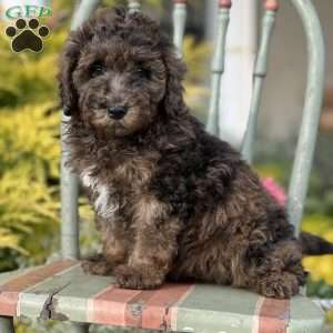 Sirius, Miniature Poodle Puppy