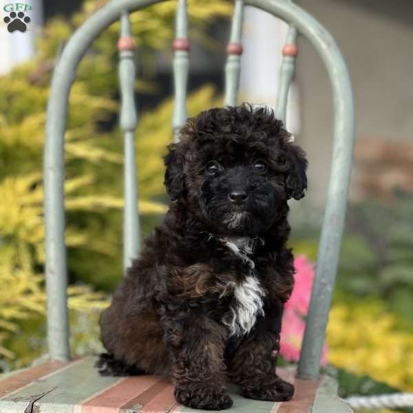 Storm, Miniature Poodle Puppy