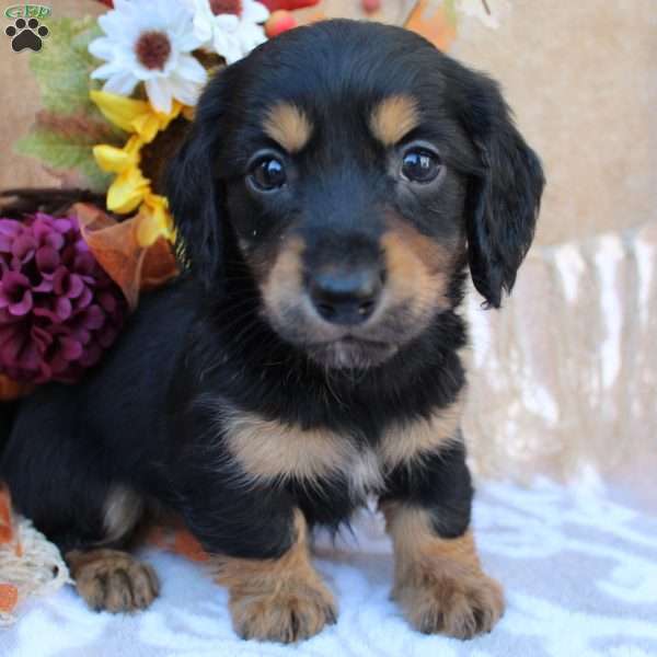 Sadie, Dachshund Puppy