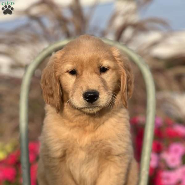 Rhea, Golden Retriever Puppy