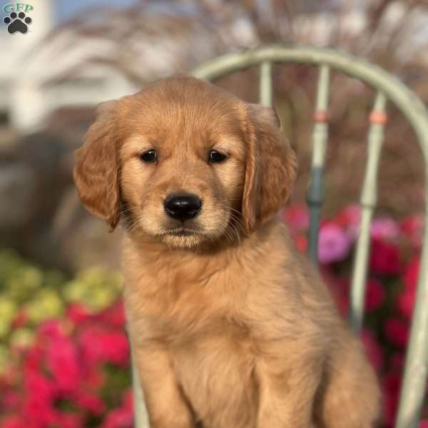 Rosie, Golden Retriever Puppy