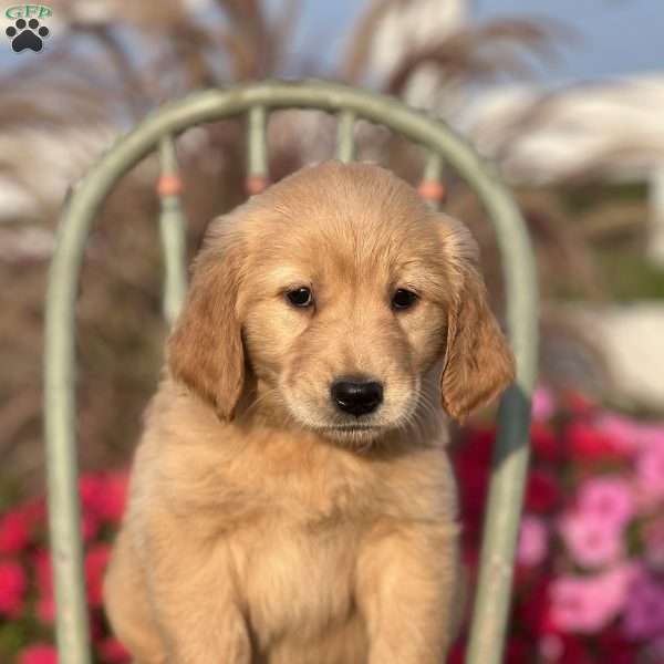 Rachel, Golden Retriever Puppy