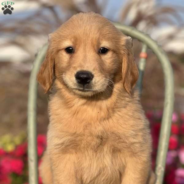 Rex, Golden Retriever Puppy